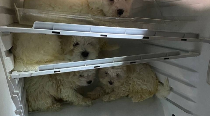 Perros rescatados