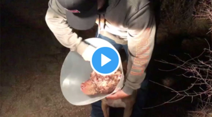 Salva a su perro de ataque de oso Salva a su perro de ataque de oso
