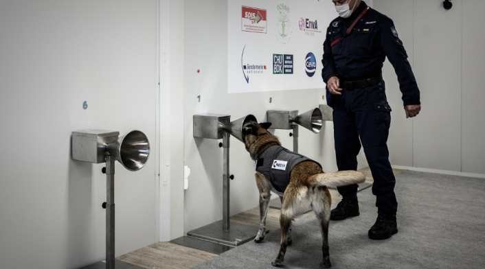 Perros olfatean Covid