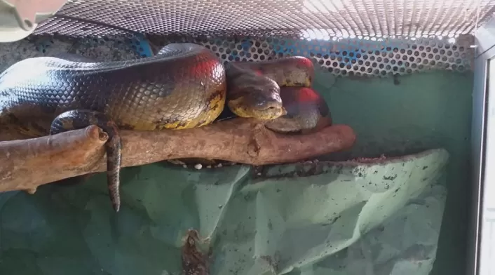 Rescate anaconda