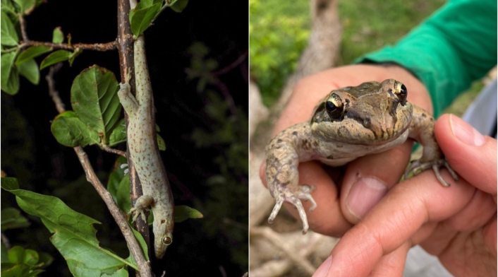 Especies endémicas halladas en la isla de Providencia.