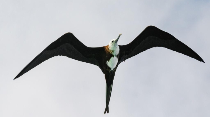 Las fragatas son aves marinas con largas alas de color negro y un tamaño que puede alcanzar los 114 centímetros.