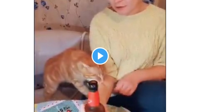 Gata impide beber cerveza a su dueña