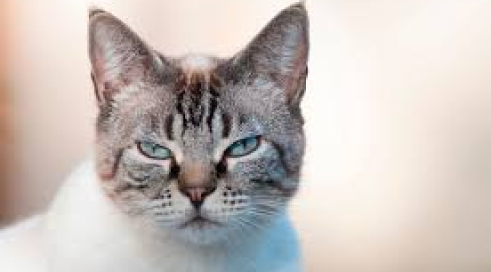 Gato