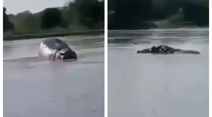 Hipopótamo en el río Magdalena