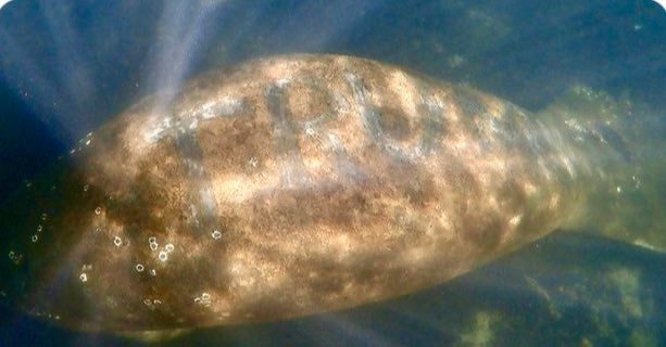Inescrupulosos tallaron la palabra 'Trump' en la espalda de un manatí