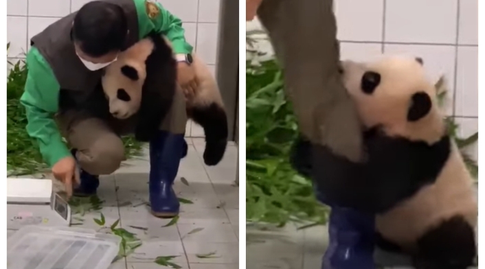 Bebé panda en zoológico de Corea del Sur