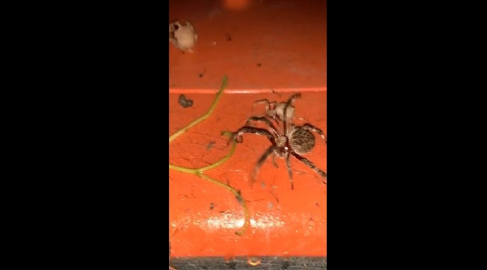Pelea de arañas en Australia