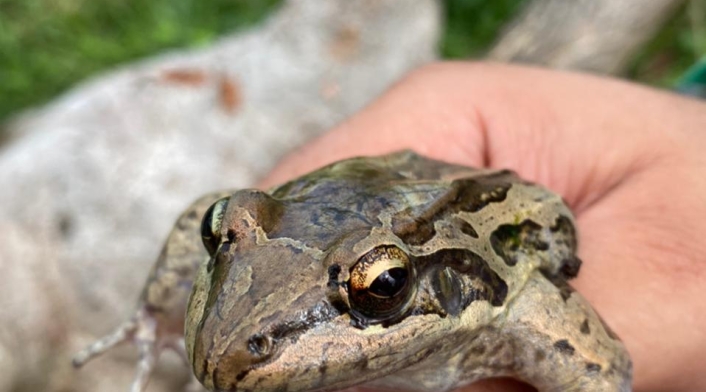 Especie de rana única en Providencia.