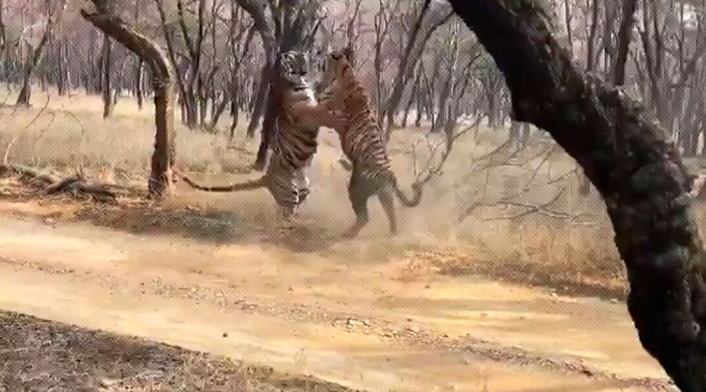 Los tigres enfrentados en parque de India