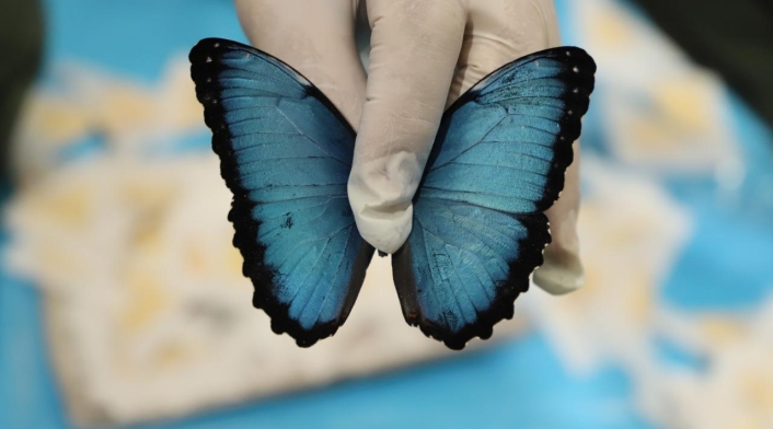 Especies recuperadas - Mariposa