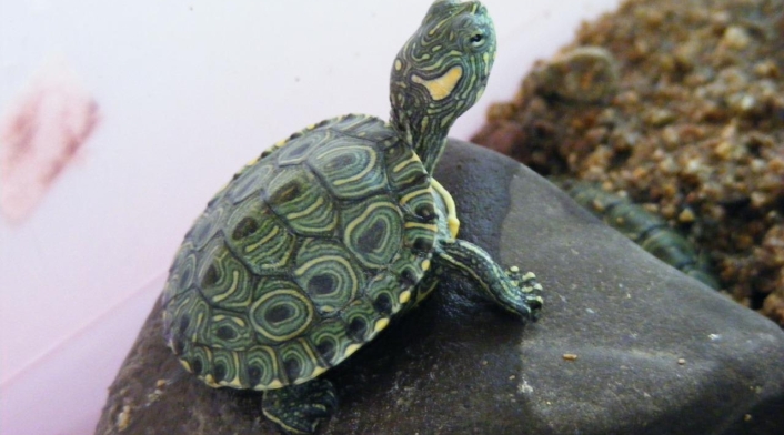 Especies recuperadas