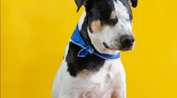 Thor, el perro que quedó ciego tras ser atacado por un hombre