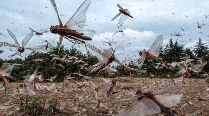 Plaga de langostas