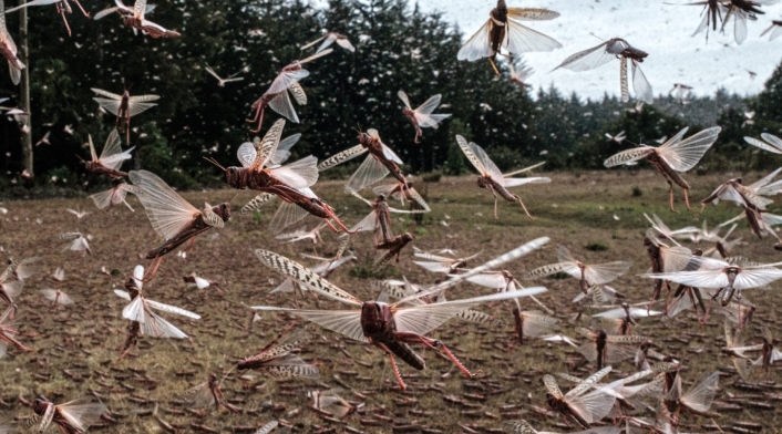 Plaga de langostas