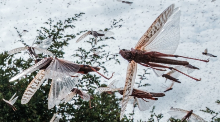 Plaga de langostas