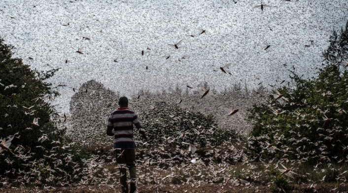 Plaga de langostas