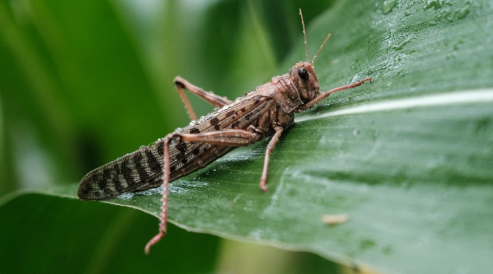 Plaga de langostas