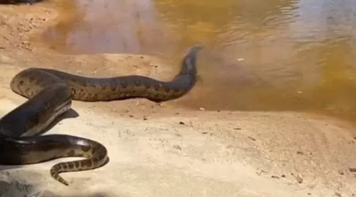 Anaconda liberada