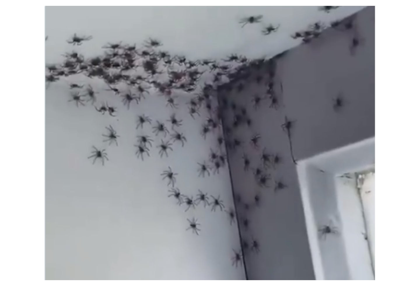 Así fue la invasión de arañas a la habitación de una niña.