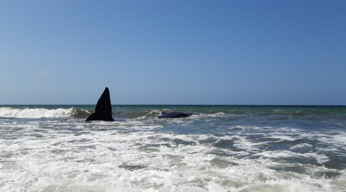 La ballena fue avistada ayer en la mañana.