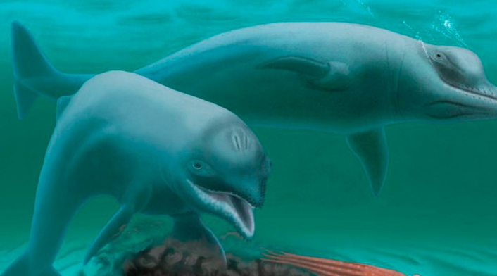 Delfines en el oceano