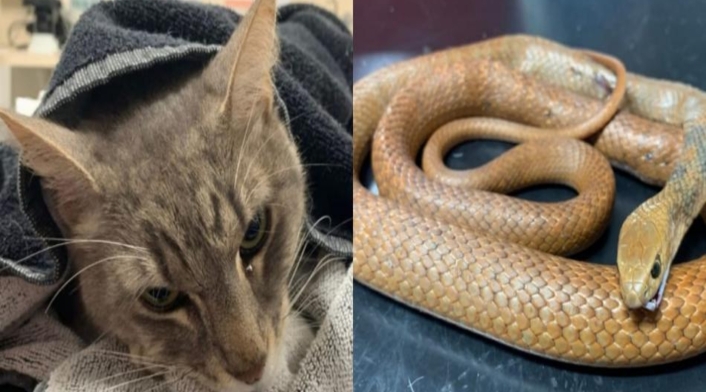 Gato murió tras salvar dos niños de venenosa serpiente