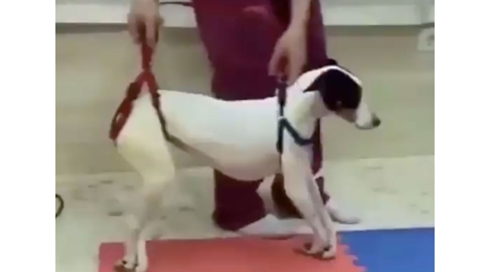 Perrita rehabilitada