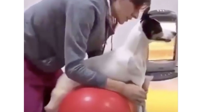 Perrita rehabilitada