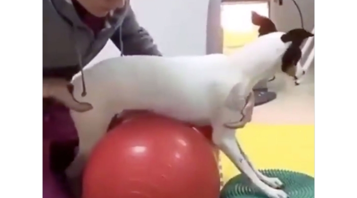 Perrita rehabilitada