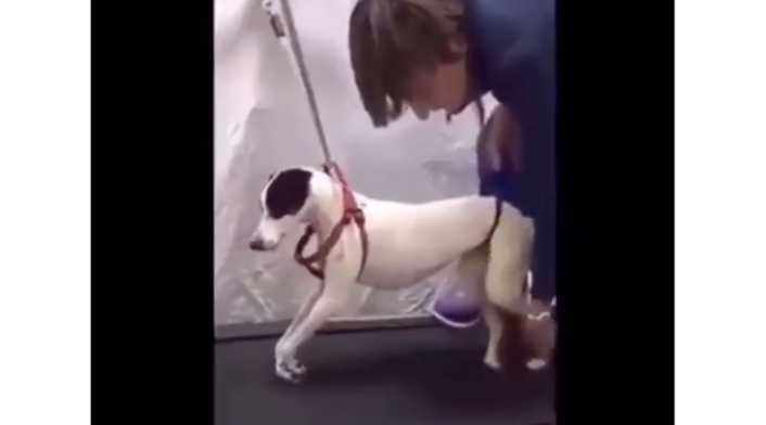 Perrita rehabilitada