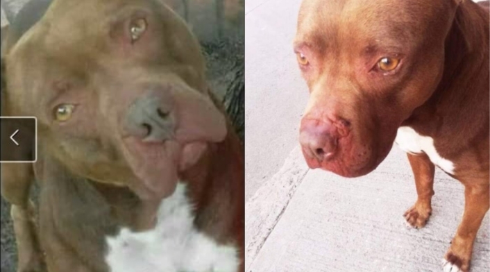 Perro al que policía le disparó