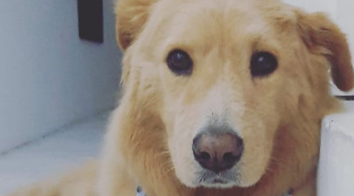 Perro Toby Perro Toby