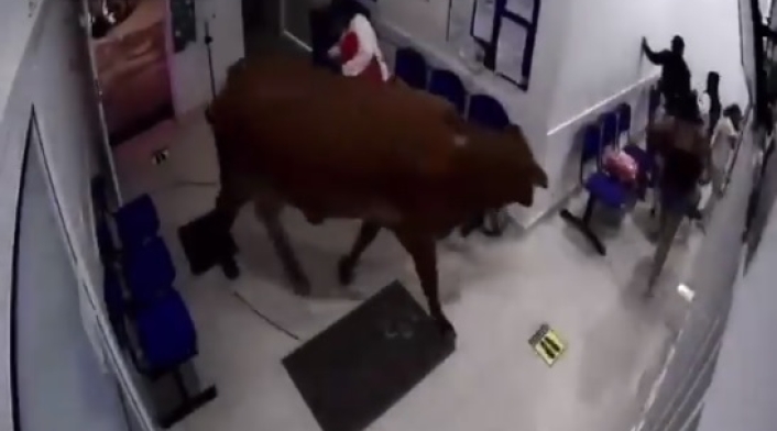 Vaca en hospital