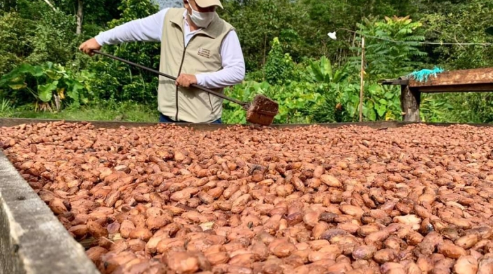 Colombia es cacao, plataforma digital para los cacaoteros
