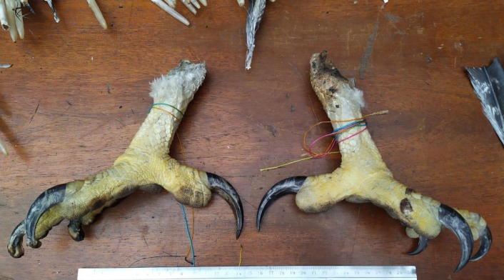 Tráfico de fauna