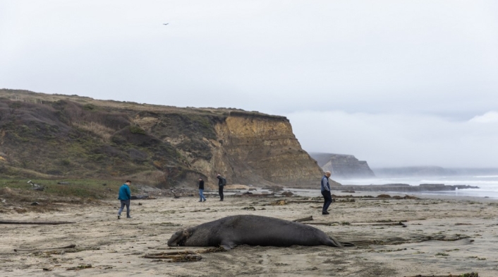 Elefante marino en una costa