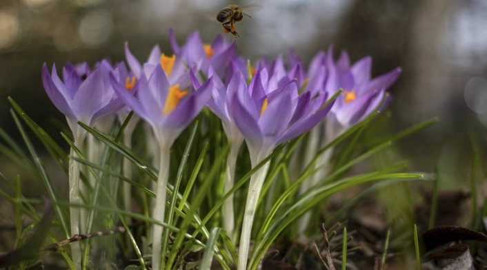 Polen de las flores