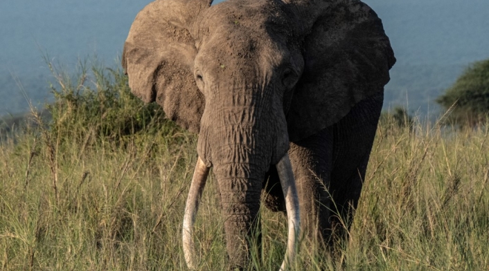 Elefante