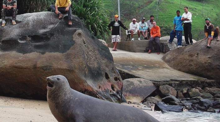 Elefantes marinos en zoológico