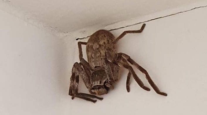 Araña gigante en Australia