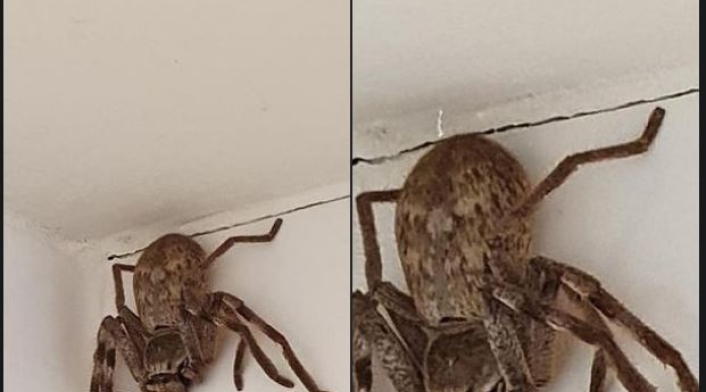 Araña gigante en Australia