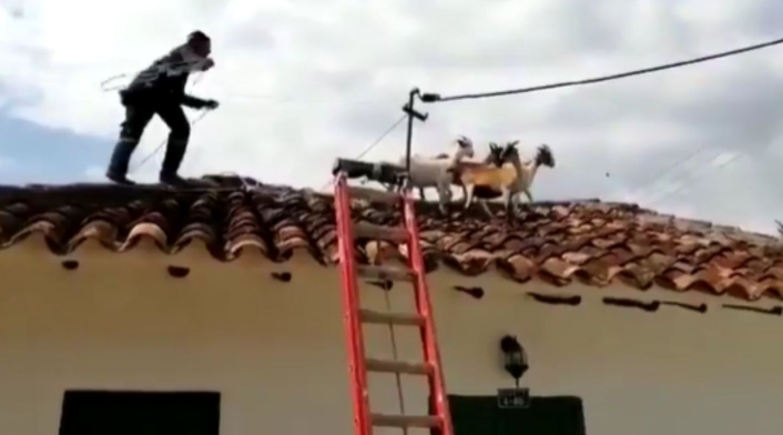 Cabras rescatadas por bomberos