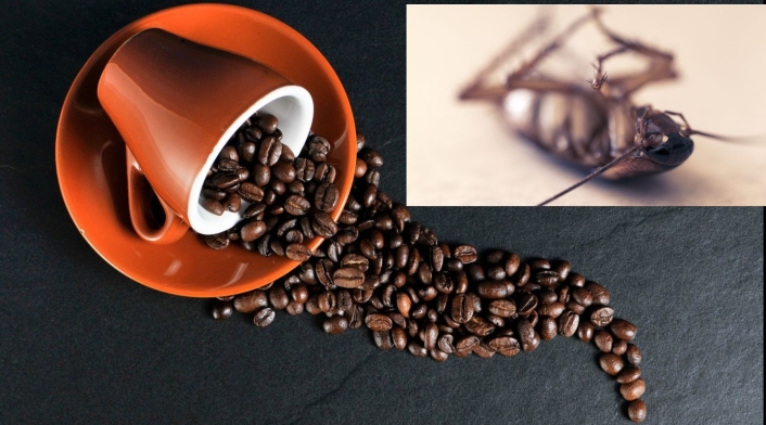 Café y cucarachas, la advertencia de un médico