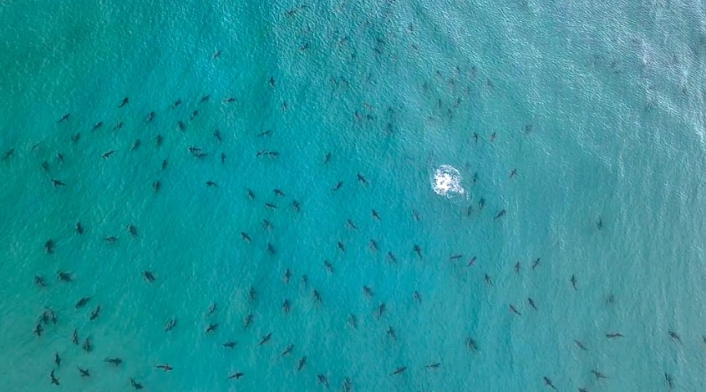 Invasión de tiburones en Miami