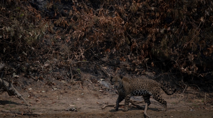 Jaguar en Colombia