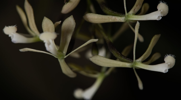 orquídeas orquídeas