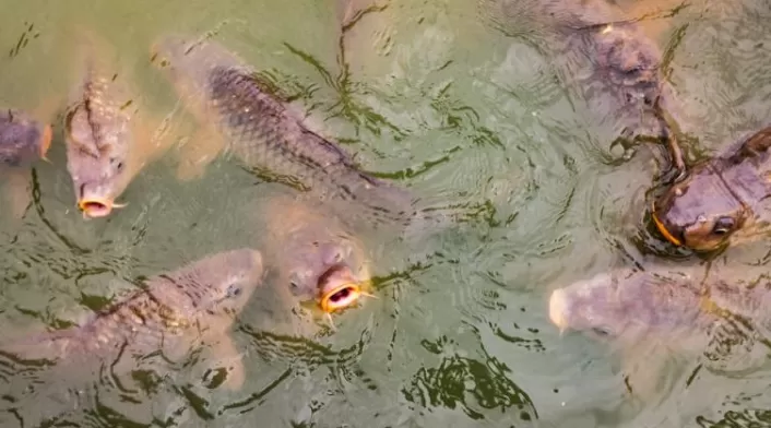 Peces Peces