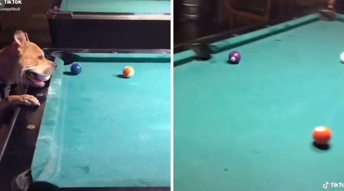 Perro juega billar