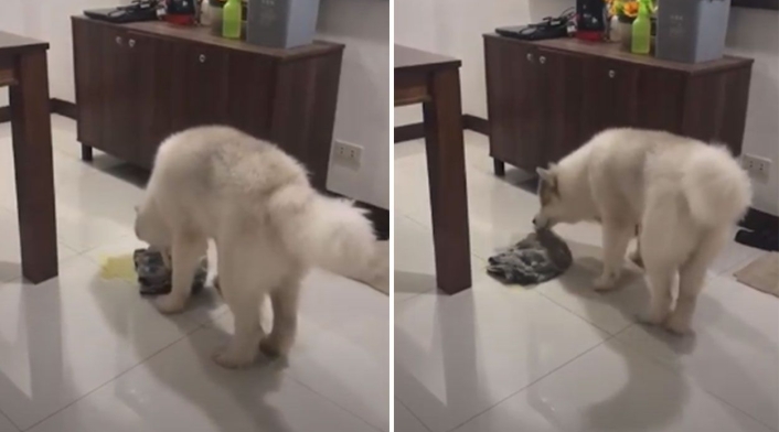 Perro limpiando chichi